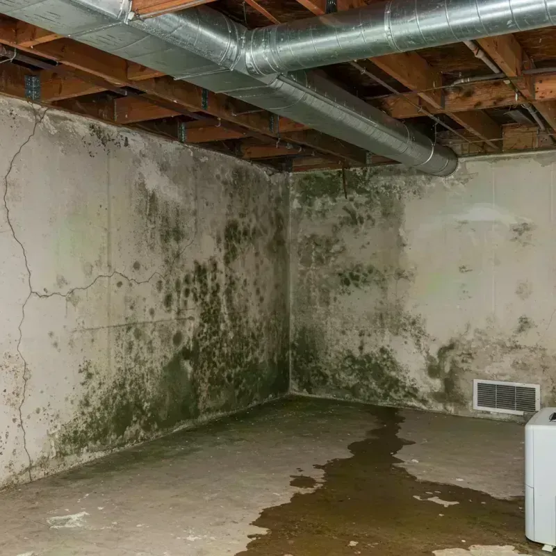 Professional Mold Removal in Wamac, IL